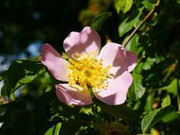 Hundsrose halb im Schatten
