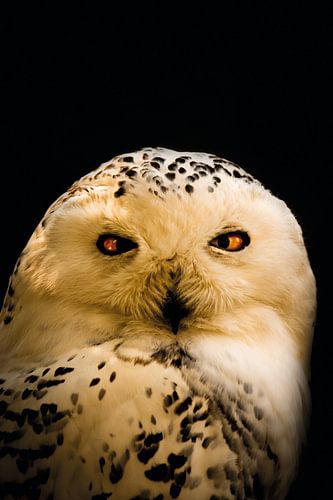 Schnee-Eule schillernde Augen