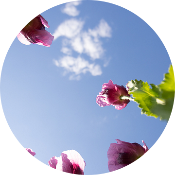 Paarse klaproos, klaproos bloem, Naur en bloesem van Fotos by Jan Wehnert