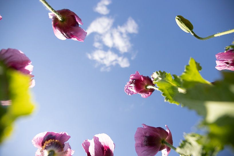 Lila Mohn, Mohnblume, Naur und Blüte von Fotos by Jan Wehnert