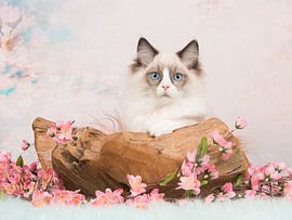 Romantische Ragdoll von Elles Rijsdijk