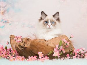 Romantische Ragdoll