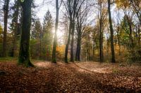 Misty autumn forest