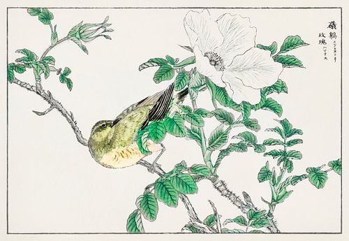 Illustration avec Bulbul et Rosa Rugosa par Numata Kashu