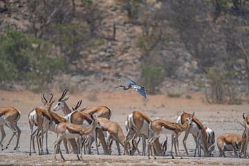 Springbok in Etosha National Park in Namibia, Africa by Patrick Groß