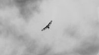 Eagle in the sky