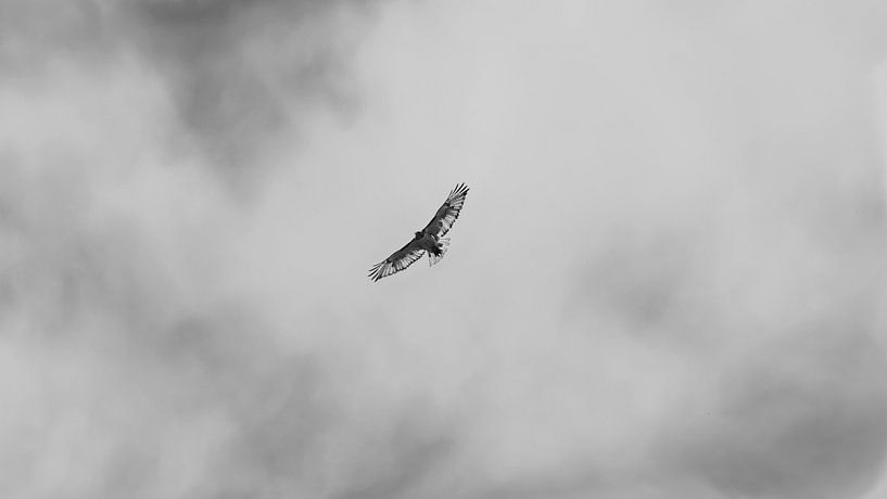 Eagle in the sky van Donny Kardienaal