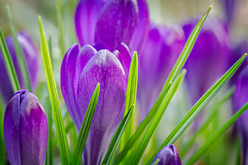 Spring Crocus