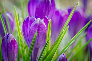 Spring Crocus von Lonneke Prins