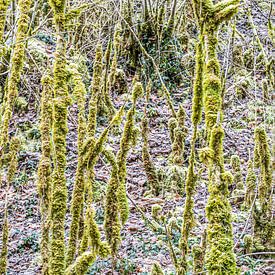 Betoverende winternatuur in de Pyreneeën van Hilke Maunder