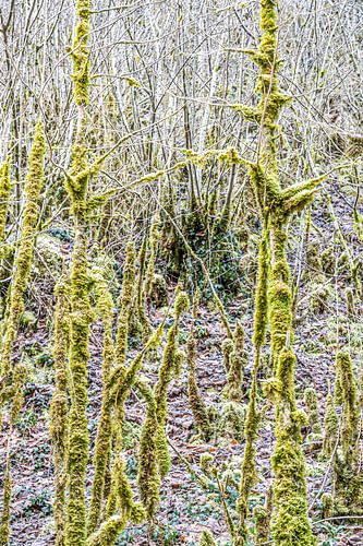 Verzauberte Winter-Natur in den Pyrenäen von Hilke Maunder