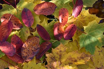 Herfstbladeren in het bos van Claude Laprise