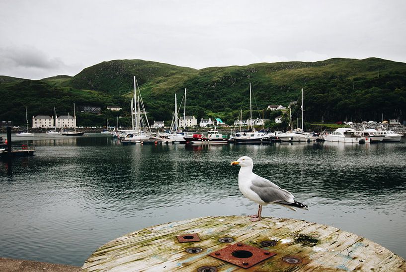 Een haven in Schotland met een zeemeeuw van Katrin Friedl Fotografie