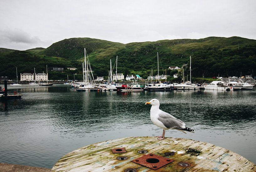 A port in Scotland with a seagull by Katrin Friedl Fotografie