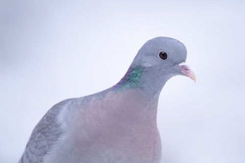 Pigeon ramier dans la neige