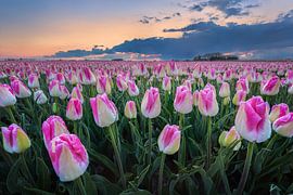 Tulipfield and raindrops. by Alex Riemslag