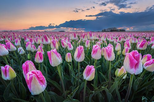 Champ de tulipes avec gouttes de pluie
