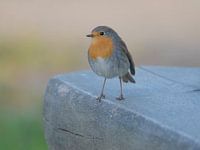 Roodborst