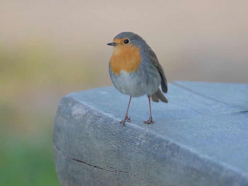 Roodborst van Robert Westerhof
