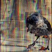 The raven