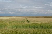 Felder bei Rilland
