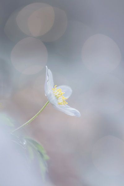 Bosanemoon von Esther Bakker-van Aalderen