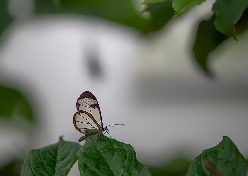 Glasswing butterfly - Glasswing butterfly by Albert Beukhof