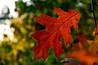 Autumn Oak Leaf