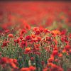Symphonie in Rot von Regina Steudte | photoGina
