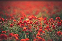 Symphony in red