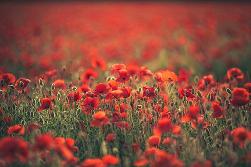 Symphonie en rouge