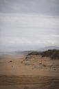 A stark coast at Hat Head National Park. by Ken Tempelers thumbnail