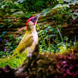 green woodpecker by nol ploegmakers
