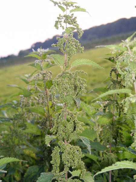 netel par Mirjam van Ginkel