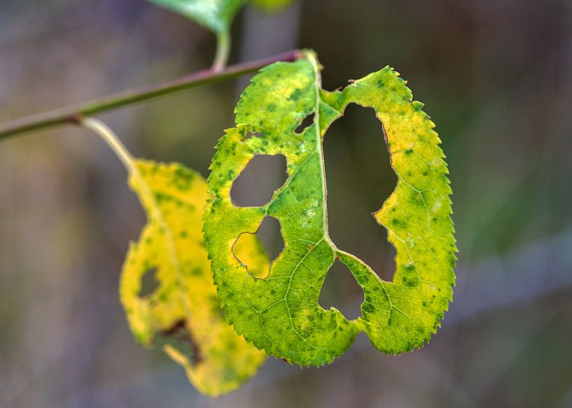 Gelochtes Blatt am Baum | Makrofotografie von Flatfield