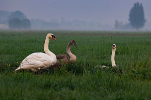 Swans in a meadow by Nynke Altenburg