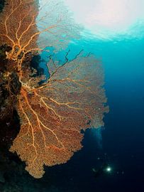 Gorgone et plongeur sur Ilan Ben Tov