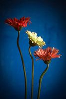 Gerbera stilleven