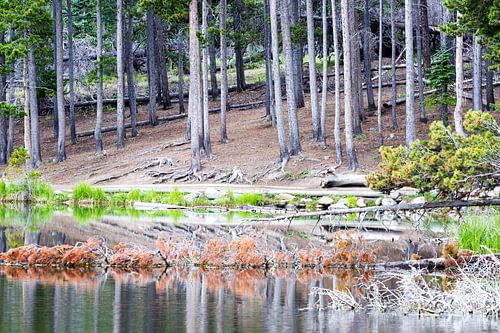 Calming forest in the Rocky Mountains