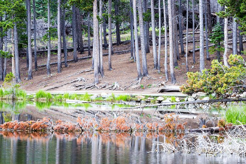 Calming forest in the Rocky Mountains by Devin Meijer