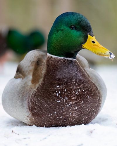 Portrait of a male mallard