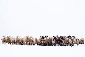 Schapen in een besneeuwd weiland in een winters landschap van Sjoerd van der Wal Fotografie