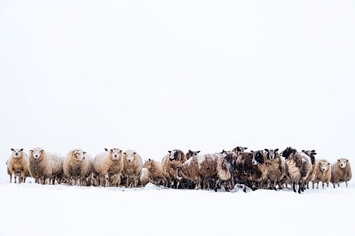 Schapen in een besneeuwd weiland in een winters landschap