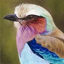 Vogel Lilac breasted roller II schilderij van Russell Hinckley thumbnail