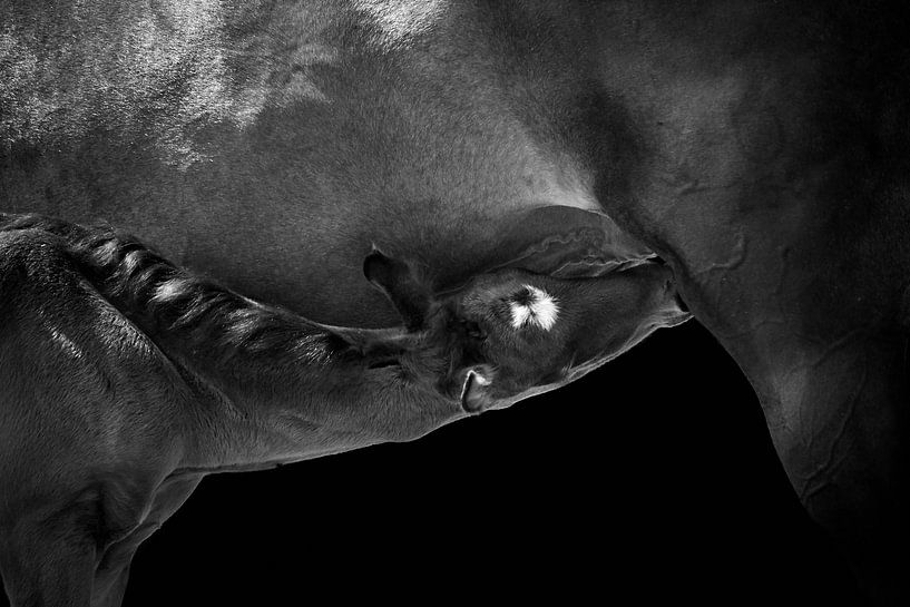 Veulen zoogt bij moeder merrie van Thomas Marx