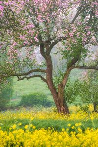 Der blühende Baum