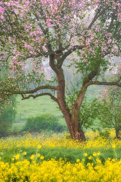 The flowering tree by Moetwil en van Dijk - Fotografie