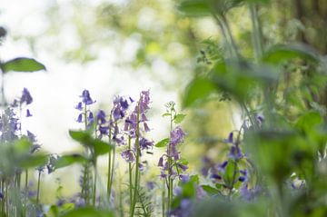 Hidden beauty (wood hyacinths hidden among plants) by Birgitte Bergman