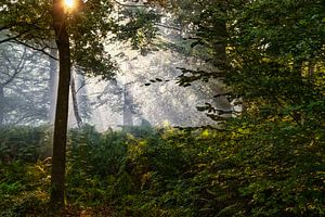 Breda Liesbos im Nebel
