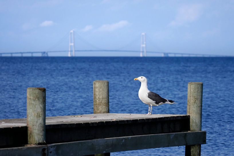 Storebælt Bridge with a Seagull by Jörg Hausmann